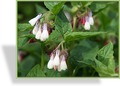 Beinwell, Großblumiger Beinwell, Symphytum grandiflorum 'Hidcote Blue'