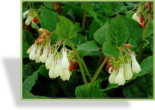 Beinwell, Großblumiger Beinwell, Symphytum grandiflorum