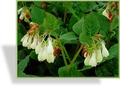 Beinwell, Großblumiger Beinwell, Symphytum grandiflorum