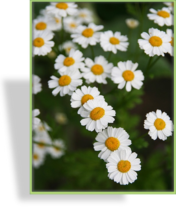 Wucherblume, Mutterkraut, Tanacetum parthenium