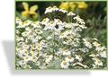 Wucherblume, SP-Stauden