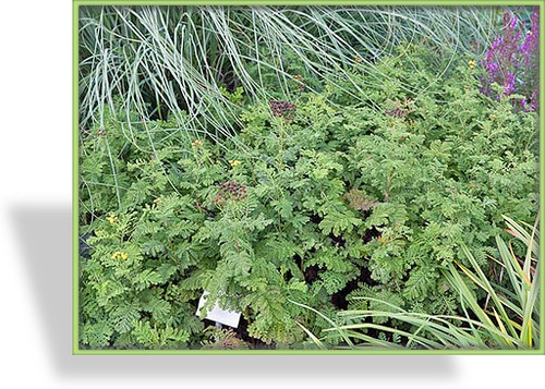 Krauser Rainfarn, Tanacetum vulgare var. Crispum