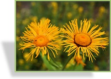 Schein-Alant, Telekia speciosa