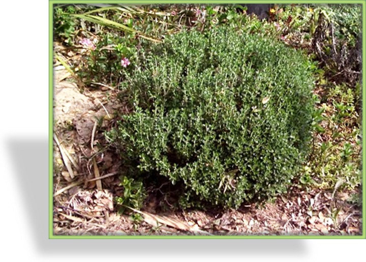Gamander, Teucrium chamaedrys