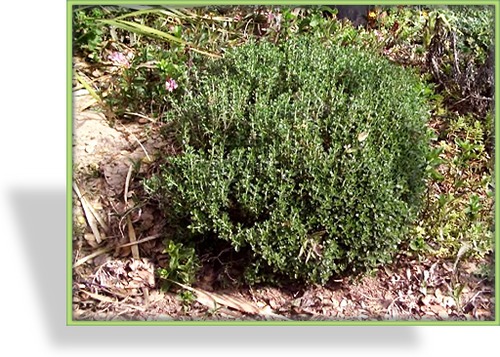 Gamander, Teucrium chamaedrys