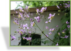 Wiesenraute, Thalictrum rochebruneanum