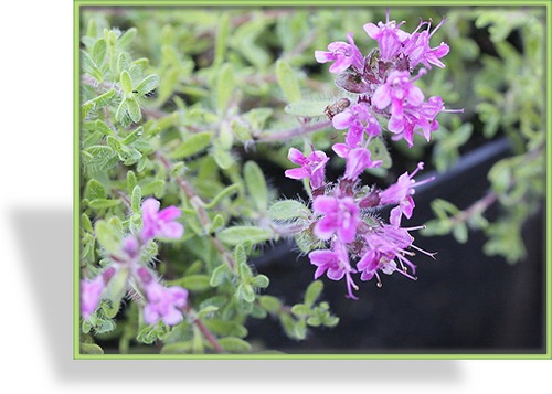 Thymian, Feldthymian, Thymus hybride 'Bressingham Seedling'