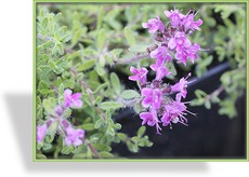Thymian, Feldthymian, Thymus hybride 'Bressingham Seedling'