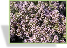 Thymian, Feldthymian, Polsterthymian, Thymus cherlerioides 'Duftkissen'