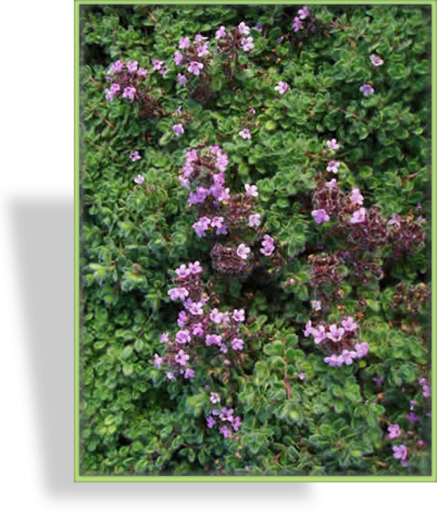 Thymian, Feldthymian, Thymus praecox var. pseudolanuginosus