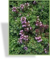 Thymian, Feldthymian, Thymus praecox var. pseudolanuginosus