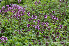 Thymian, Gewürzthymian, Thymus vulgaris 'Tabor'