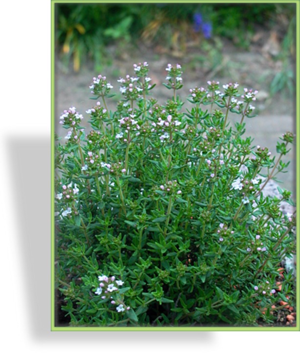 Thymian, Gewürzthymian, Thymus vulgaris