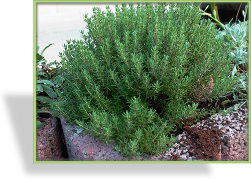 Thymian, Gewürzthymian, Thymus vulgaris 'Compactum'