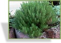 Thymian, Gewürzthymian, Thymus vulgaris 'Compactum'