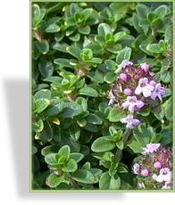 Thymian, Gewürzthymian, Zitronenthymian, Thymus x citriodorus