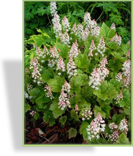 Schaumblüte, Tiarella cordifolia
