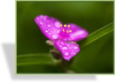 Dreimasterblume, Tradescantia x andersoniana 'Karminglut'