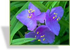 Dreimasterblume