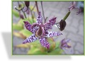 Krötenlilie, Tricyrtis Hybride 'Purple Beauty'