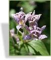 Krötenlilie, Borstige Krötenlilie, Tricyrtis hirta