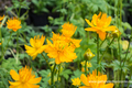 Trollblume, Trollius chinensis 'Golden Queen'