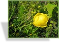 Trollblume, Trollius europaeus