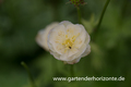 Garten-Trollblume, Trollius x cult.'New Moon'