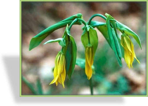 Goldsiegel, Hänge-Goldglocke, Uvularia grandiflora