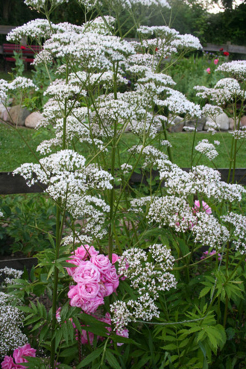 Baldrian, Valeriana officinalis