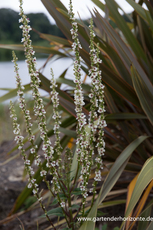 Königskerze, Verbascum nigrum 'Album'