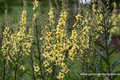 Königskerze, Verbascum nigrum