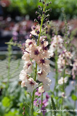 Königskerze, Verbascum phoeniceum