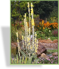 Königskerze, Seidige Königskerze, Verbascum bombyciferum 'Polarsommer'