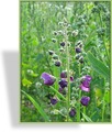 Königskerze, Verbascum phoeniceum 'Violetta'