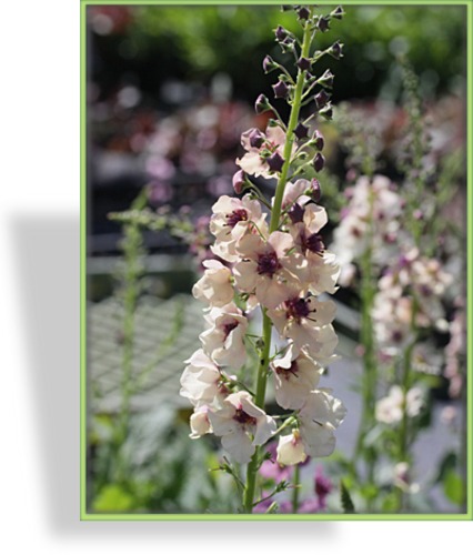 Königskerze, Verbascum phoeniceum 'Southern Charme'