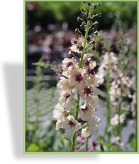 Königskerze, Verbascum phoeniceum 'Southern Charme'