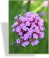 Eisenkraut, Verbena bonariensis 'Lollipop'