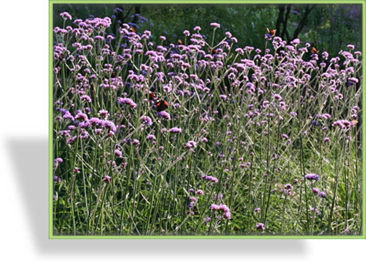 Eisenkraut, Verbena bonariensis
