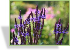 Eisenkraut, Verbena hastata 'Blue Spires'