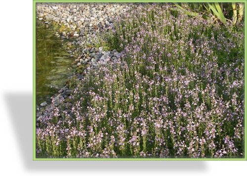 Ehrenpreis, Polster-Ehrenpreis, Veronica cantiana 'Kentish Pink'