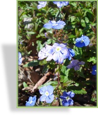 Ehrenpreis, Polster-Ehrenpreis, Veronica peduncularis 'Georgia Blue'