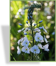 Ehrenpreis, Enzian-Ehrenpreis, Veronica gentianoides