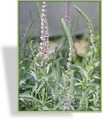 Ehrenpreis, Ähren-Ehrenpreis, Veronica spicata 'Baccarole'