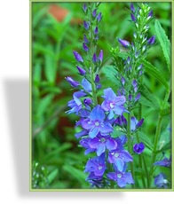 Ehrenpreis, Großer Ehrenpreis, Veronica teucrium 'Knallblau'