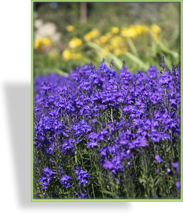 Ehrenpreis, Großer Ehrenpreis, Veronica teucrium 'Königsblau'