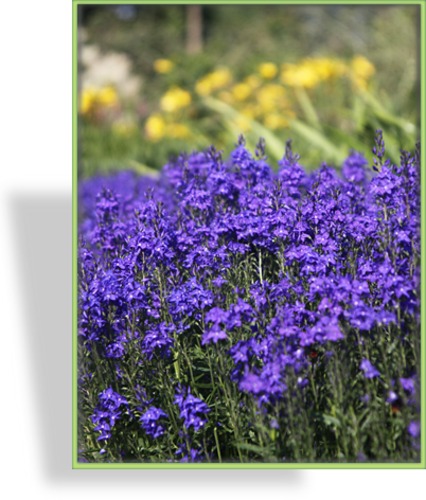 Ehrenpreis, Großer Ehrenpreis, Veronica teucrium 'Königsblau'