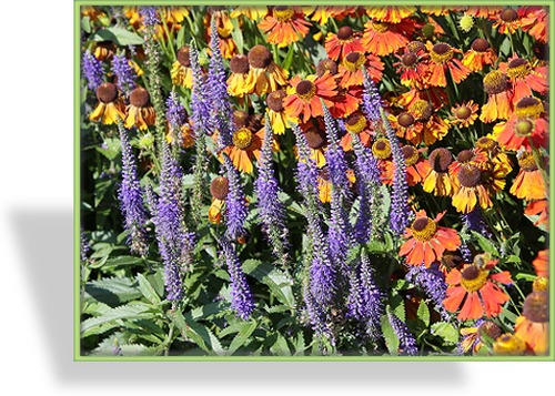 Ehrenpreis, Langblättriger Ehrenpreis, Veronica longifolia