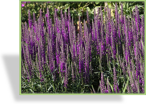 Ehrenpreis, Ähren-Ehrenpreis, Veronica spicata 'Purpleicious'