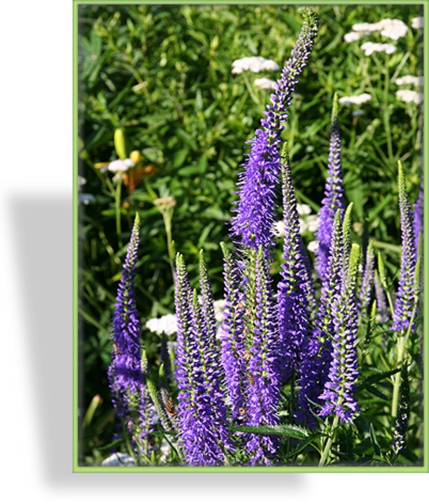Ehrenpreis, Langblättriger Ehrenpreis, Veronica longifolia 'Blauriesin'
